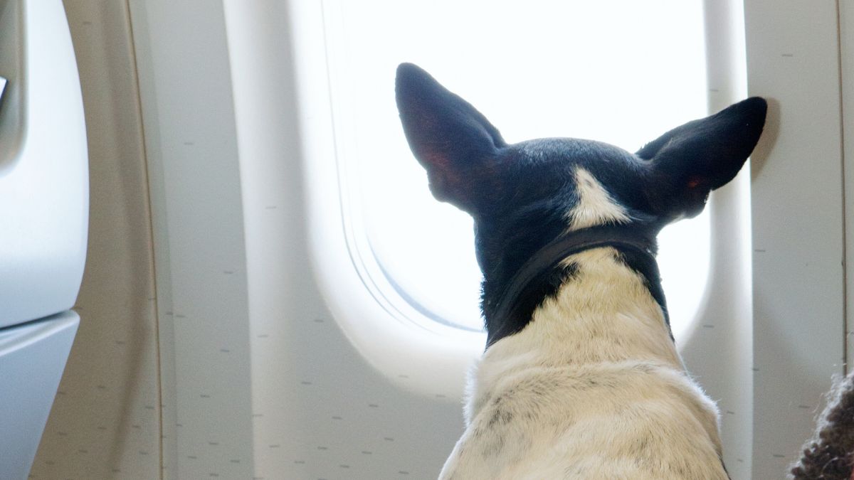 Schwarz-weißer Hund mit Halsband sitzt im Flugzeug und schaut aus dem Fenster. Nur der Hinterkopf ist zu sehen.